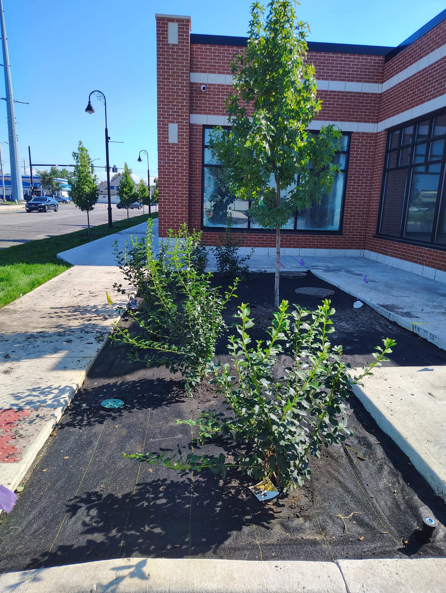 New tree and shrubs planted in a fresh bed beside a brick commercial building